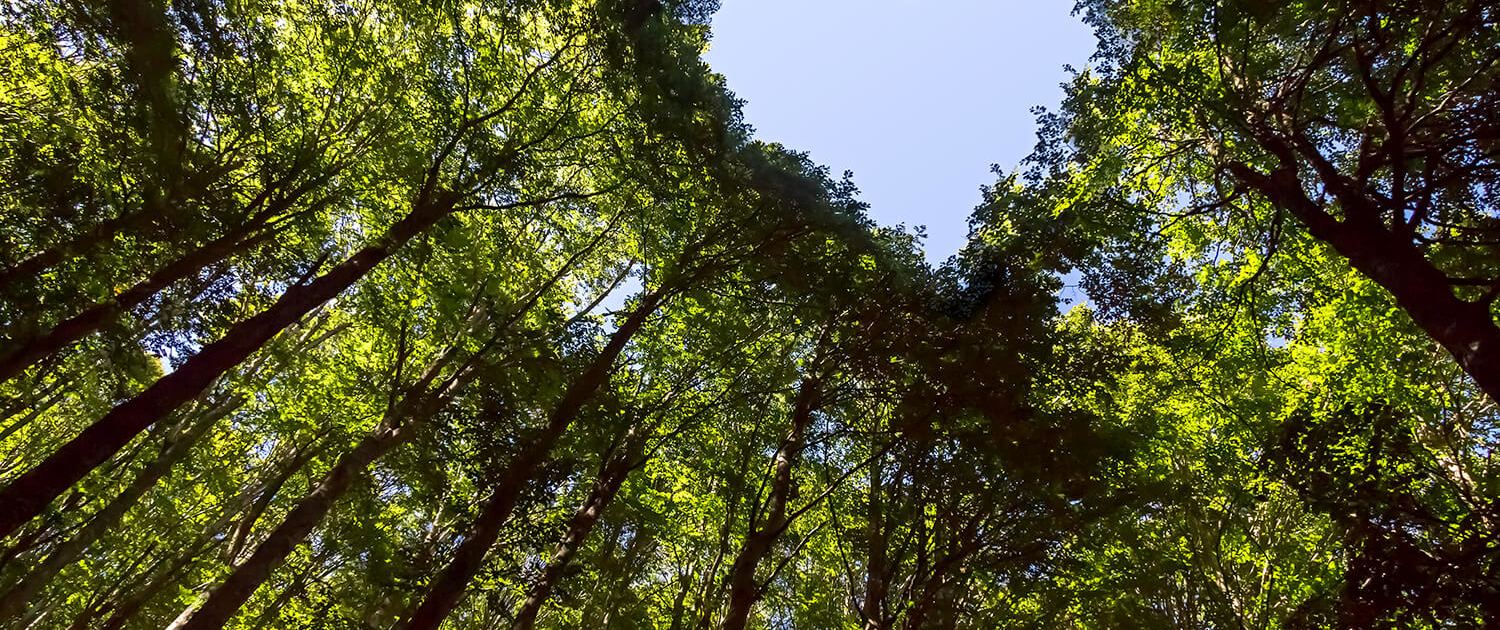 environmental Image